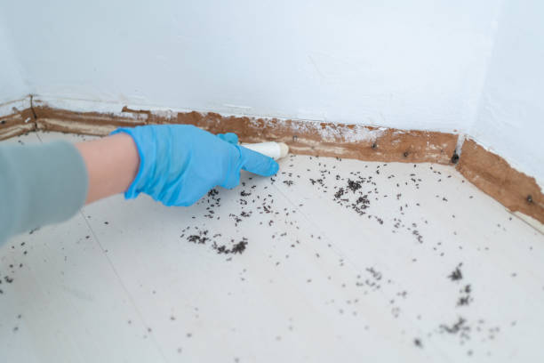 Best Termite Control Services  in Chillicothe, MO